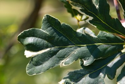 Quercus robur 'Argenteomarginata' - dub letní - list